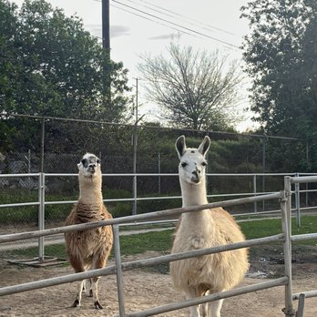 Montebello Barnyard Zoo - Llama - Petting Zoos Near Me - Montebello, California Montebello Barnyard Zoo - Llama - Petting Zoos Near Me - Montebello, California