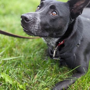Pooptopia - Pet Waste Removal Near Me Pooptopia - Pet Waste Removal Near Me