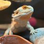 Photo of Kellys Kritters