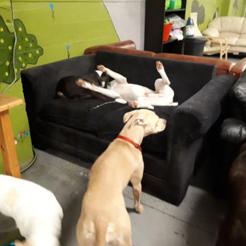 Raise the Woof - Pet Training Near Me - Vancouver, British Columbia Raise the Woof - Pet Training Near Me - Vancouver, British Columbia