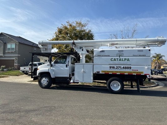 Catalpa Tree Specialist on Yelp