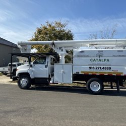 Catalpa Tree Specialist
