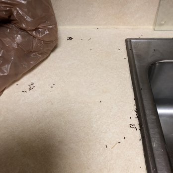 Staybridge Suites Denver-Cherry Creek - Ants ants ants ants - Hotels Near Me - Glendale, Colorado Staybridge Suites Denver-Cherry Creek - Ants ants ants ants - Hotels Near Me - Glendale, Colorado