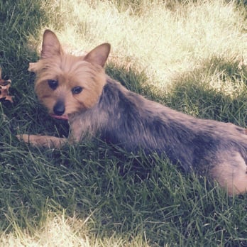 Paramus Puppy Spa - My dog Molly just got her first summer haircut at PPS - Pet Groomers Near Me - Paramus, New Jersey Paramus Puppy Spa - My dog Molly just got her first summer haircut at PPS - Pet Groomers Near Me - Paramus, New Jersey