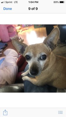 Angel Animal Hospital 15250 Eureka Rd Southgate Mi Veterinarians Mapquest