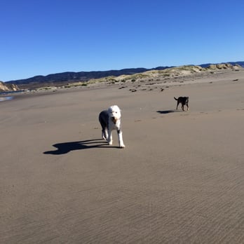 Limantour Beach - Friendly pets - Beaches Near Me - Point Reyes Station, California Limantour Beach - Friendly pets - Beaches Near Me - Point Reyes Station, California