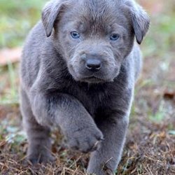 West Ky Labs - Charcoal Puppy