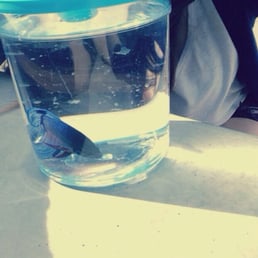 My new betta fishy, we named her dory! Shes a really rich blue! The fish was 4$ plus the fish bowl and food around 30$ total(: