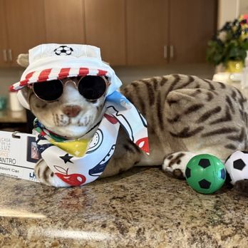 Casa De La Luz Hospice - The "therapy cat" greeted us at the nurses station... - Hospice Near Me - Tucson, Arizona Casa De La Luz Hospice - The "therapy cat" greeted us at the nurses station... - Hospice Near Me - Tucson, Arizona