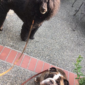 Sup Pups - Bogey and Joe ready for their morning strut! - Dog Walkers Near Me Sup Pups - Bogey and Joe ready for their morning strut! - Dog Walkers Near Me
