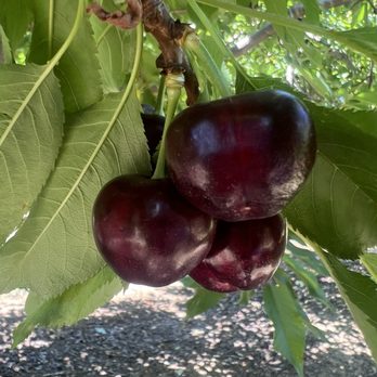 Sweet Lou's Cherries - Pick Your Own Farms Near Me - Brentwood, California Sweet Lou's Cherries - Pick Your Own Farms Near Me - Brentwood, California
