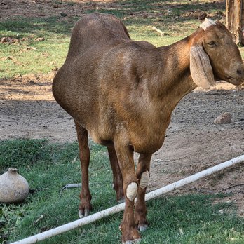 Carl's Damaged Pet Warehouse - Petting Zoos Near Me - Gilbert, Arizona