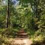Photo of Doon Regional Forest