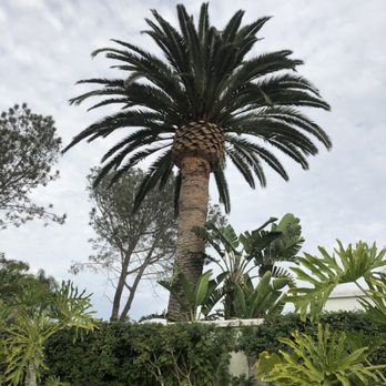 Tree & Palm Trimming & Landscape Maintenance - Canary palm trimmed and shaped - Landscaping Near Me Tree & Palm Trimming & Landscape Maintenance - Canary palm trimmed and shaped - Landscaping Near Me