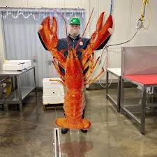 Congressional Seafood - Wholesale Seafood Supplier by null