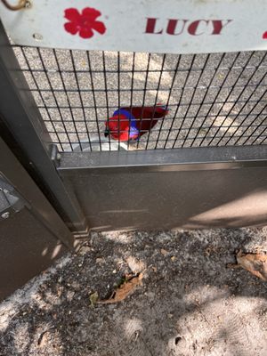 Flamingo Gardens by null