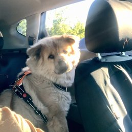 Ready for her Doggy Day Care