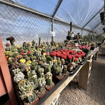 East Austin Succulents - Gardeners Near Me - Austin, Texas East Austin Succulents - Gardeners Near Me - Austin, Texas