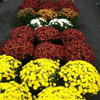 Bowood Farms - Large mum selection for the fall season. - Nurseries & Gardening Near Me - Saint Louis, Missouri Bowood Farms - Large mum selection for the fall season. - Nurseries & Gardening Near Me - Saint Louis, Missouri