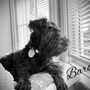 Photo of Mini Schnauzers of Delaware