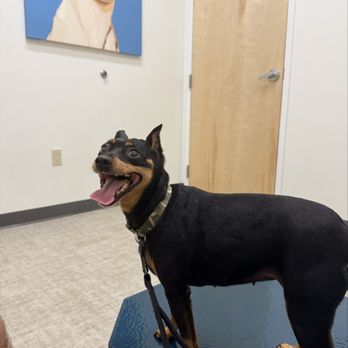 UrgentVet - Oceanside - Chloe - Veterinarians Near Me - Oceanside, New York