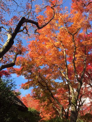 MOA Museum of Art by null