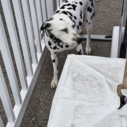 Los Angeles County Fair - Dalmatian