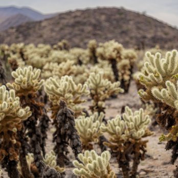 Cholla Cactus Garden - Cholla Cactus Garden - Joshua Tree National Park - Parks Near Me - Twentynine Palms, California Cholla Cactus Garden - Cholla Cactus Garden - Joshua Tree National Park - Parks Near Me - Twentynine Palms, California