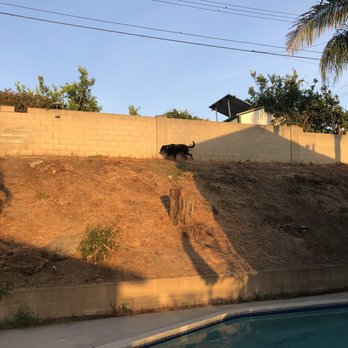 California Tree Design - After - Tree Services Near Me California Tree Design - After - Tree Services Near Me