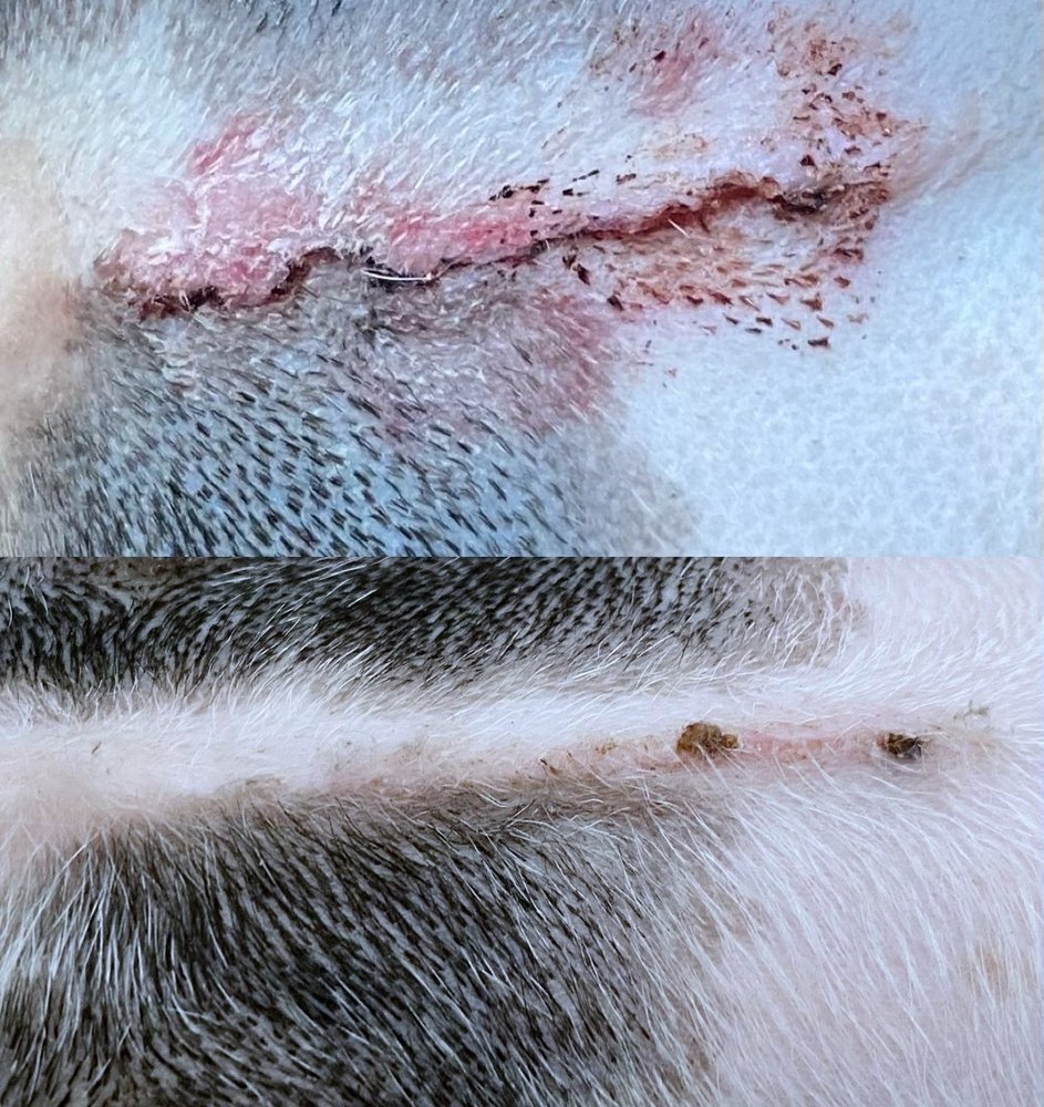 PERKINS VETERINARY CLINIC Updated September 2024 11016 S Perkins Rd