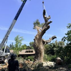 Navarro Maintenance and Tree Service - Emergency Tree removal