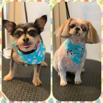 Pro Pet Club - Our fur children - Pet Groomers Near Me - La Habra, California