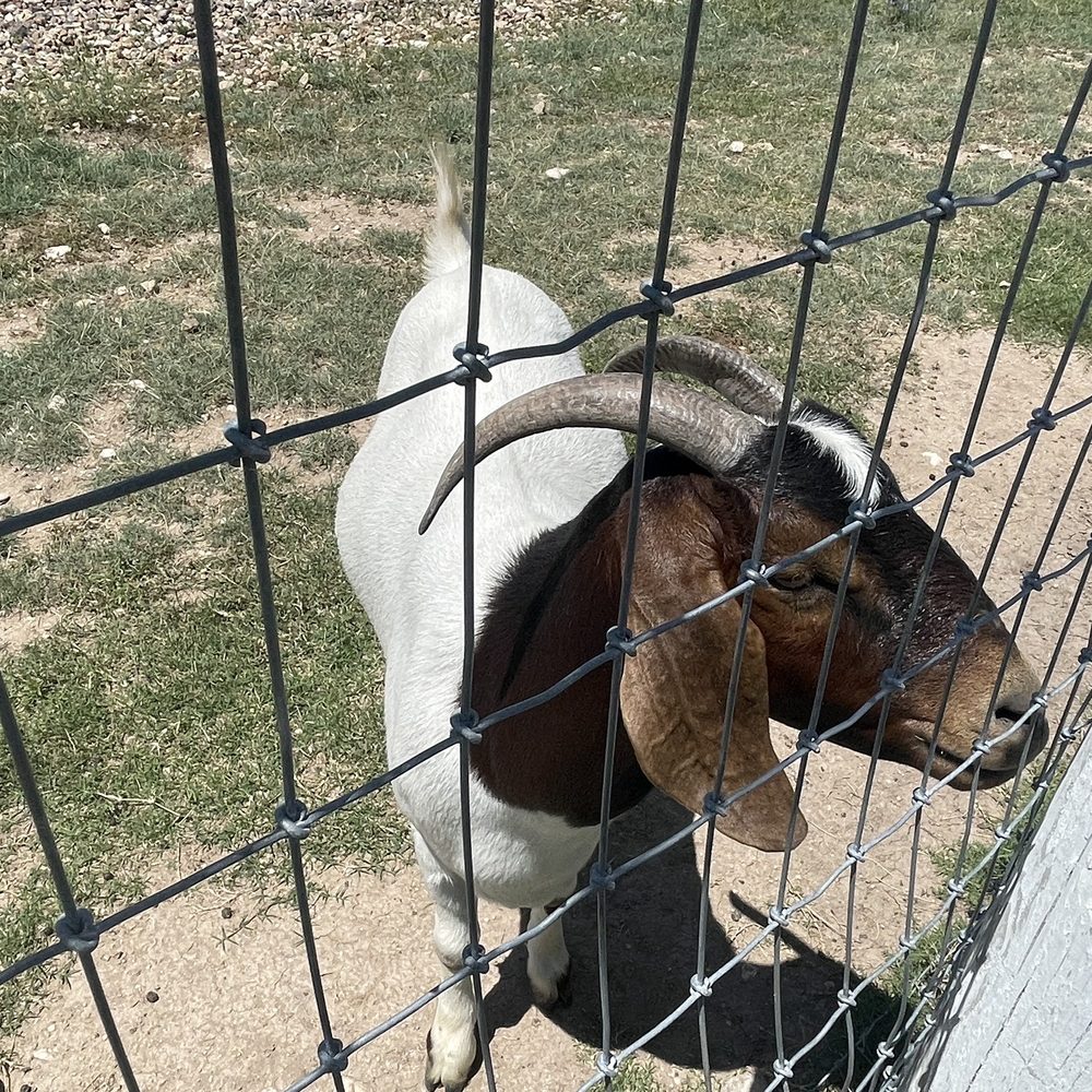 Singing Water Vineyards - Goats! - Wine Tasting Room Near Me - Comfort, Texas Singing Water Vineyards - Goats! - Wine Tasting Room Near Me - Comfort, Texas