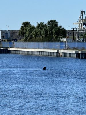 Manatee Viewing Center by null