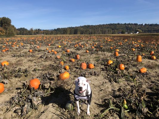 Biringer Farms by null