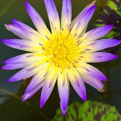 Lily SkinCare & Laser Clinic - Water Lily: Embrace Your Natural Beauty
