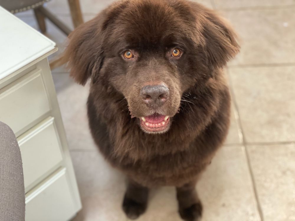 PET CARE MOBILE GROOMING Updated April 2024 26 Photos & 42 Reviews