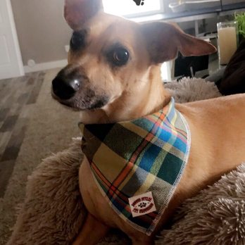 Doggie Stylez - Pet Groomers Near Me - Cedar City, Utah