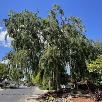 Green View Tree Service - Our Elm before - Tree Services Near Me Green View Tree Service - Our Elm before - Tree Services Near Me