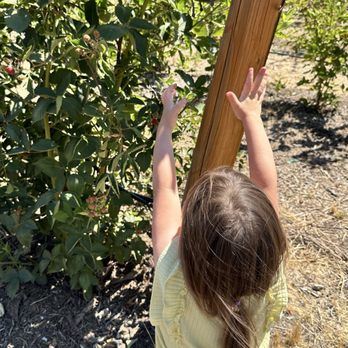 The Blackberry Fields - My daughter loved the ladybug - Pick Your Own Farms Near Me - Temecula, California The Blackberry Fields - My daughter loved the ladybug - Pick Your Own Farms Near Me - Temecula, California