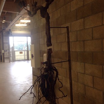 Opus One Winery - Grafting - Wineries Near Me - Oakville, California Opus One Winery - Grafting - Wineries Near Me - Oakville, California