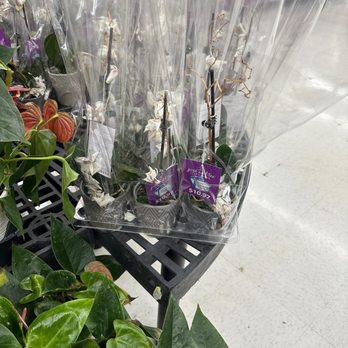Walmart - More dead plants - Department Stores Near Me - La Mesa, California Walmart - More dead plants - Department Stores Near Me - La Mesa, California
