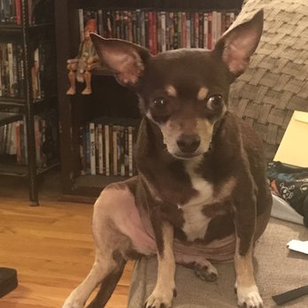 Denver Animal Hospital - Carly (she was the boss!) - Veterinarians Near Me - Denver, Colorado