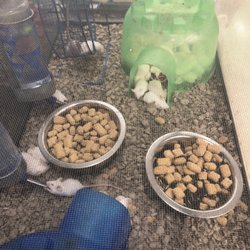 Petzoo