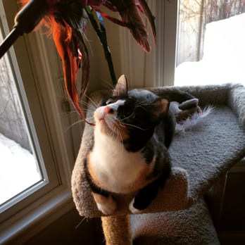 Thoughtful Paws Pet Care - Playtime! - Pet Sitting Near Me - Somerville, Massachusetts Thoughtful Paws Pet Care - Playtime! - Pet Sitting Near Me - Somerville, Massachusetts