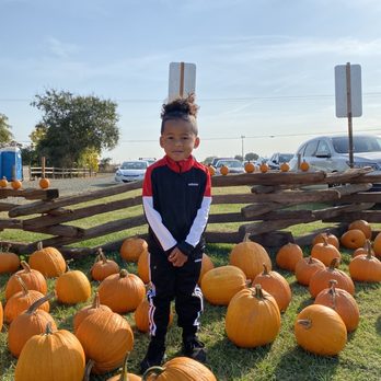 Keema's Pumpkin Farm - My favorite pumpkin in the patch! - CSA Near Me - Elk Grove, California