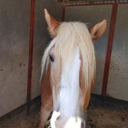 Cake Pop, the gentle mare, who puts up with this beginner so patiently. Cake Pop, the gentle mare, who puts up with this beginner so patiently.