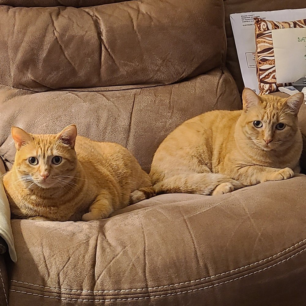 TOP 10 BEST Cat Adoption in Fairfield, CA - Updated 2026 - Yelp