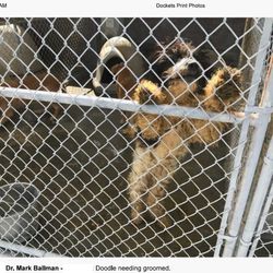 Andrea Cross - Dog Breeder - andis adorable babies kennel