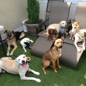 Paws Up NYC - Relaxing on the patio - Pet Sitting Near Me Paws Up NYC - Relaxing on the patio - Pet Sitting Near Me